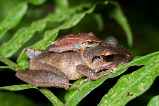 Unidentified frogs at Rio Bigal